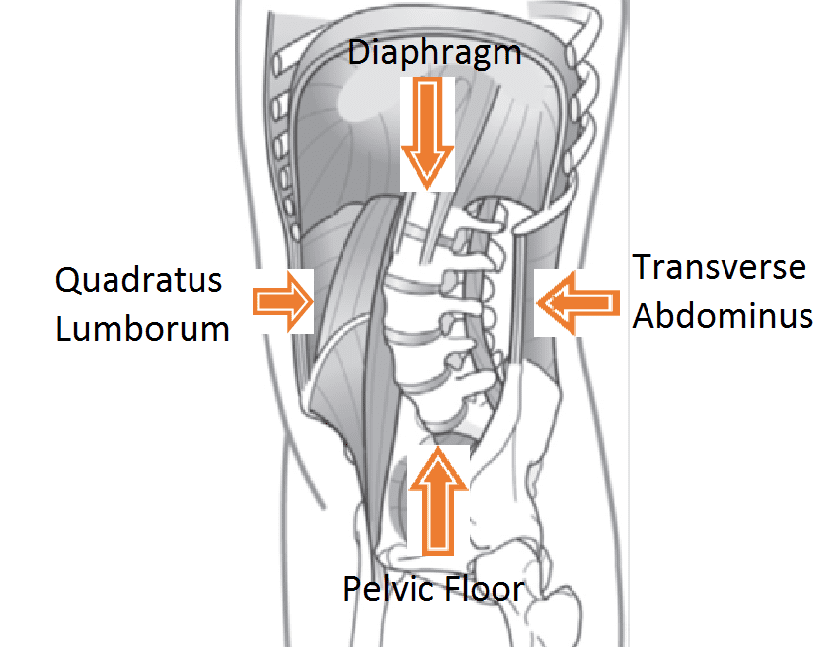 Image of a pelvic floor muscle diagram