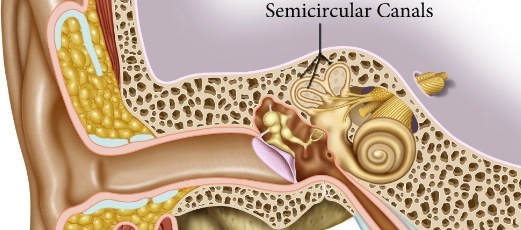 An image of the inner ear